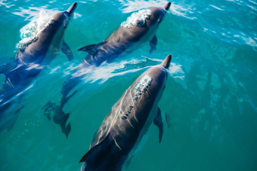 Dolphins Encounter