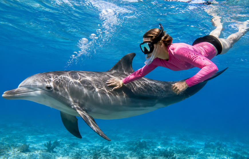 Dolphins Encounter