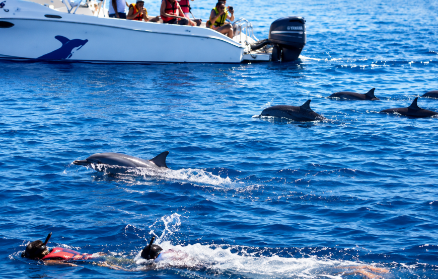 Dolphins Encounter
